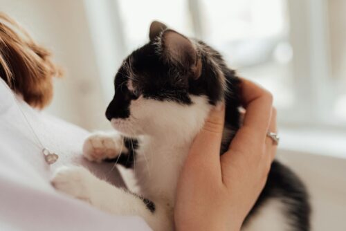 Cat Paw Prints